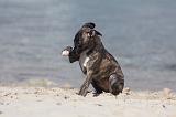 WHIPPET 293